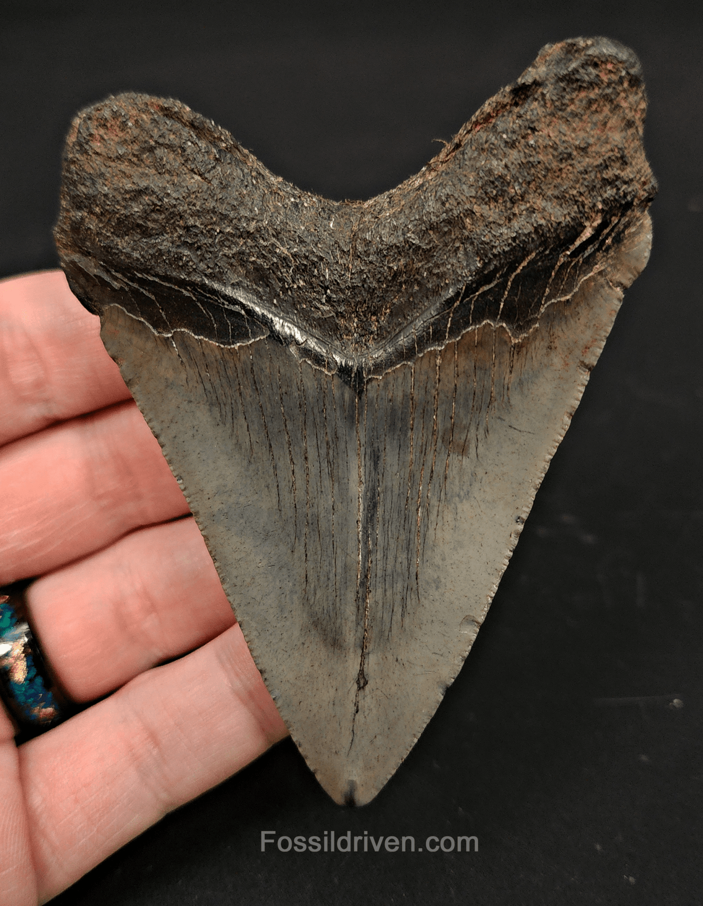 3.68" South Carolina Megalodon Tooth - Complete Specimen - Authentic Fossil Shark Tooth - Fossil Driven
