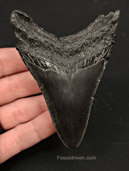 3.68" South Carolina Megalodon Tooth - Solid Specimen - Authentic Fossil Shark Tooth - Fossil Driven