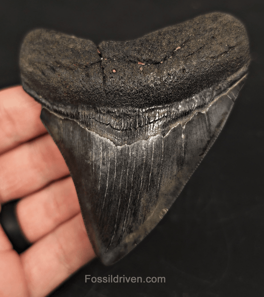 3.68" South Carolina Megalodon Tooth - Solid Specimen - Authentic Fossil Shark Tooth - Fossil Driven
