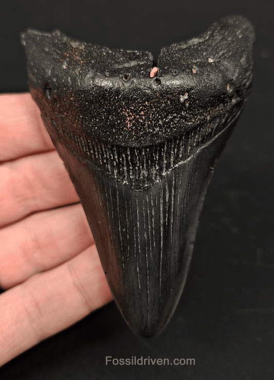 3.68" South Carolina Megalodon Tooth - Solid Specimen - Authentic Fossil Shark Tooth - Fossil Driven