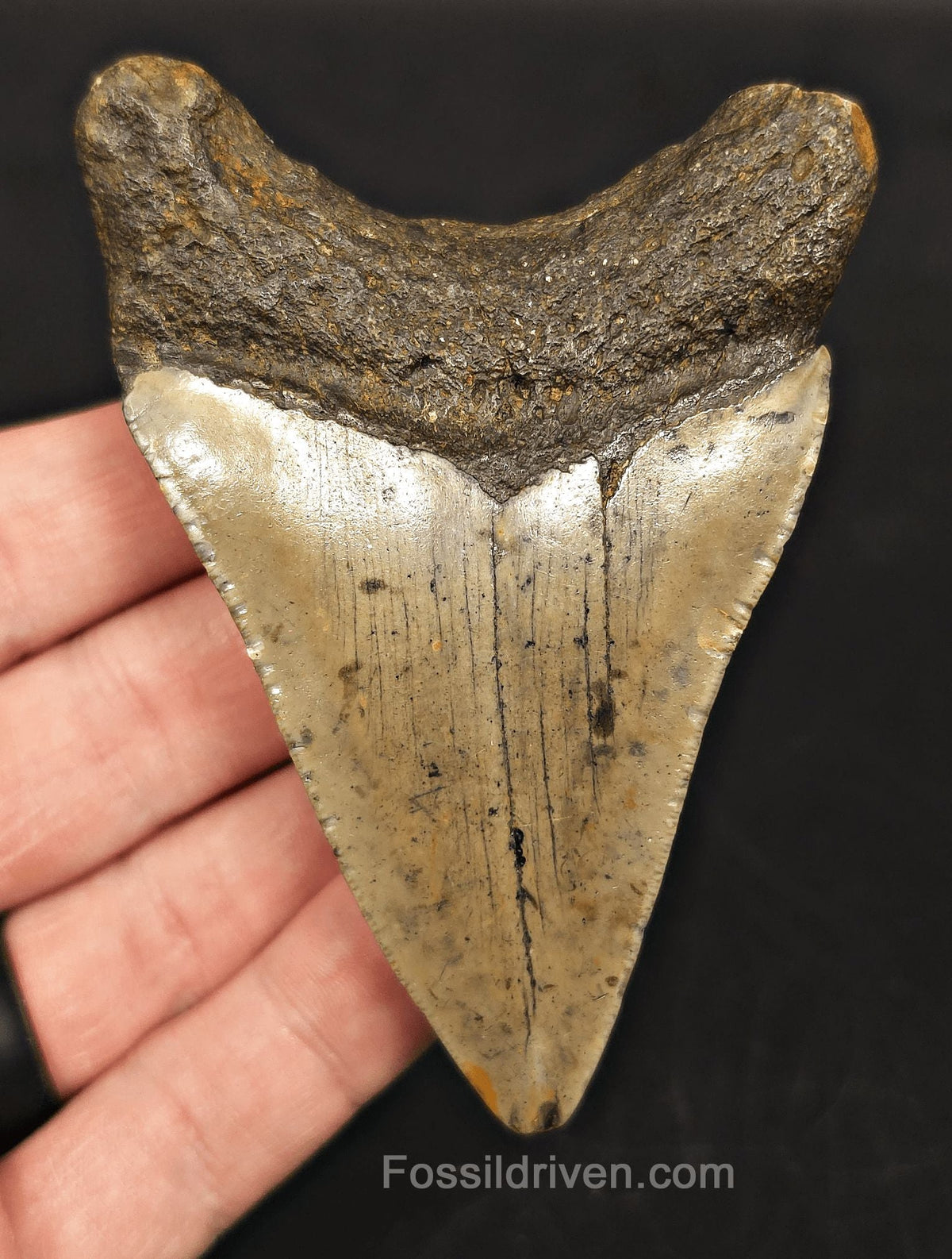 3.69" Fossil Megalodon Tooth for Sale - North Carolina | Fossil Driven - Fossil Driven