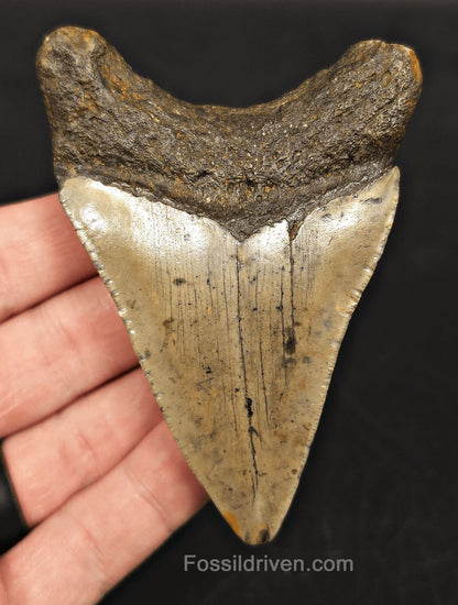 3.69" Fossil Megalodon Tooth for Sale - North Carolina | Fossil Driven - Fossil Driven