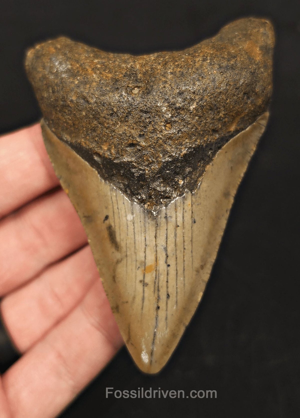 3.69" Fossil Megalodon Tooth for Sale - North Carolina | Fossil Driven - Fossil Driven