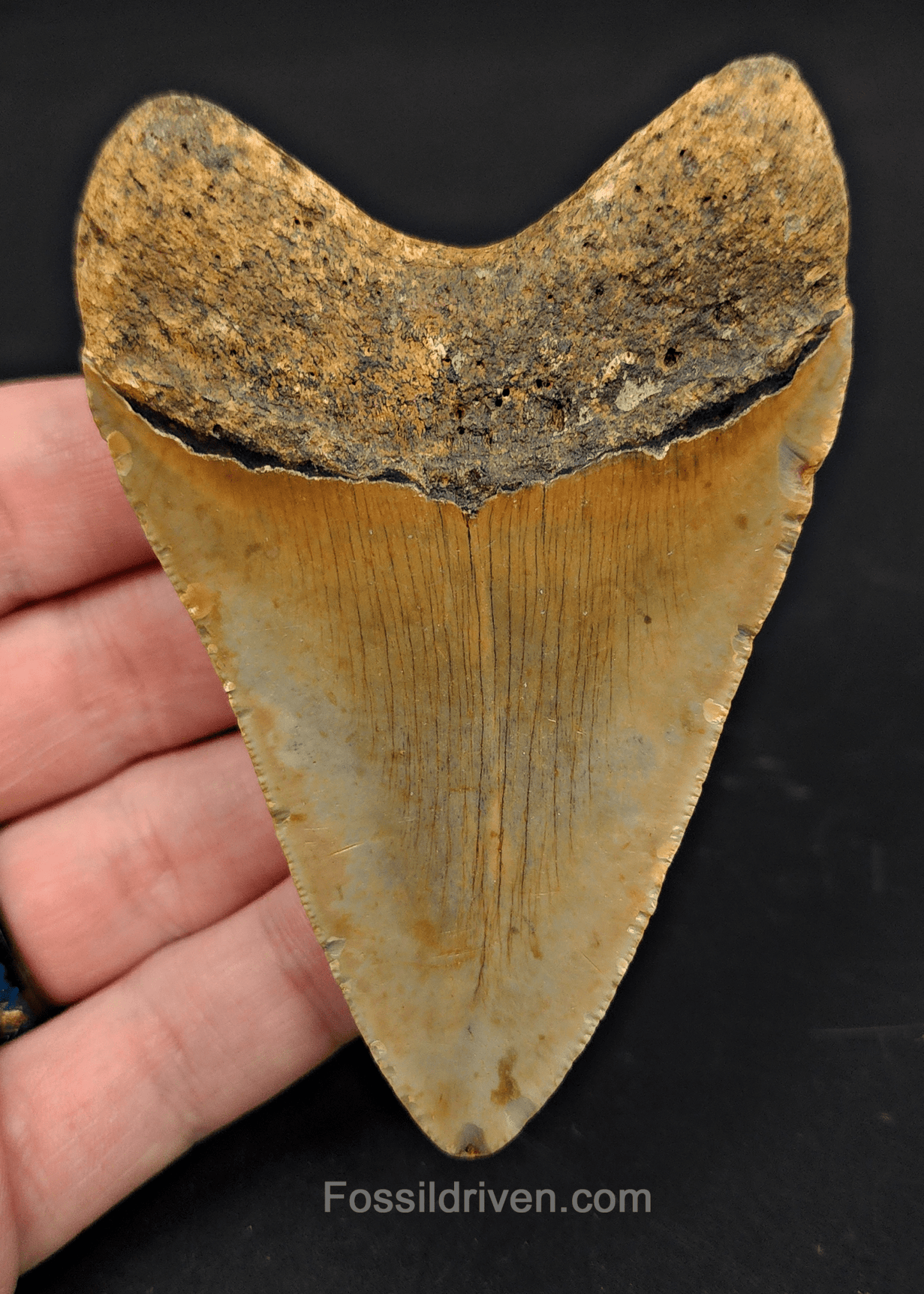 3.69" North Carolina Megalodon Tooth - Authentic Specimen - Authentic Fossil Shark Tooth - Fossil Driven