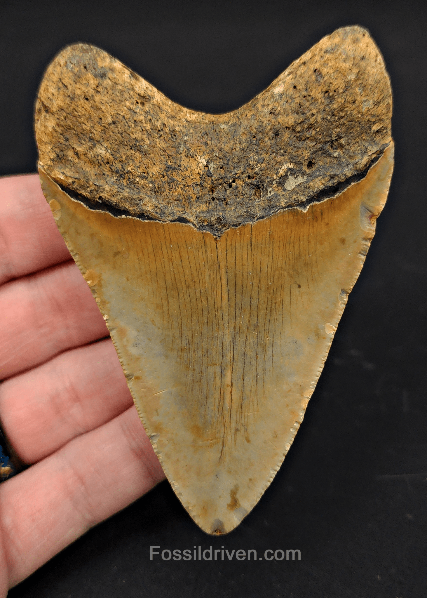 3.69" North Carolina Megalodon Tooth - Authentic Specimen - Authentic Fossil Shark Tooth - Fossil Driven