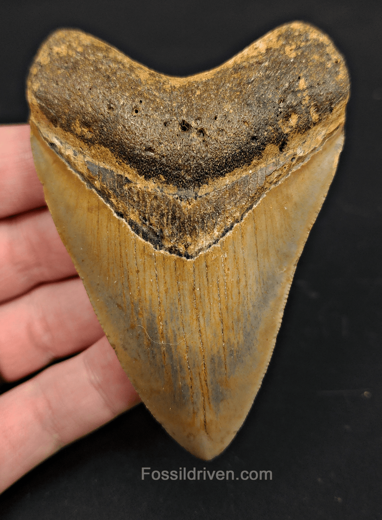 3.69" North Carolina Megalodon Tooth - Authentic Specimen - Authentic Fossil Shark Tooth - Fossil Driven