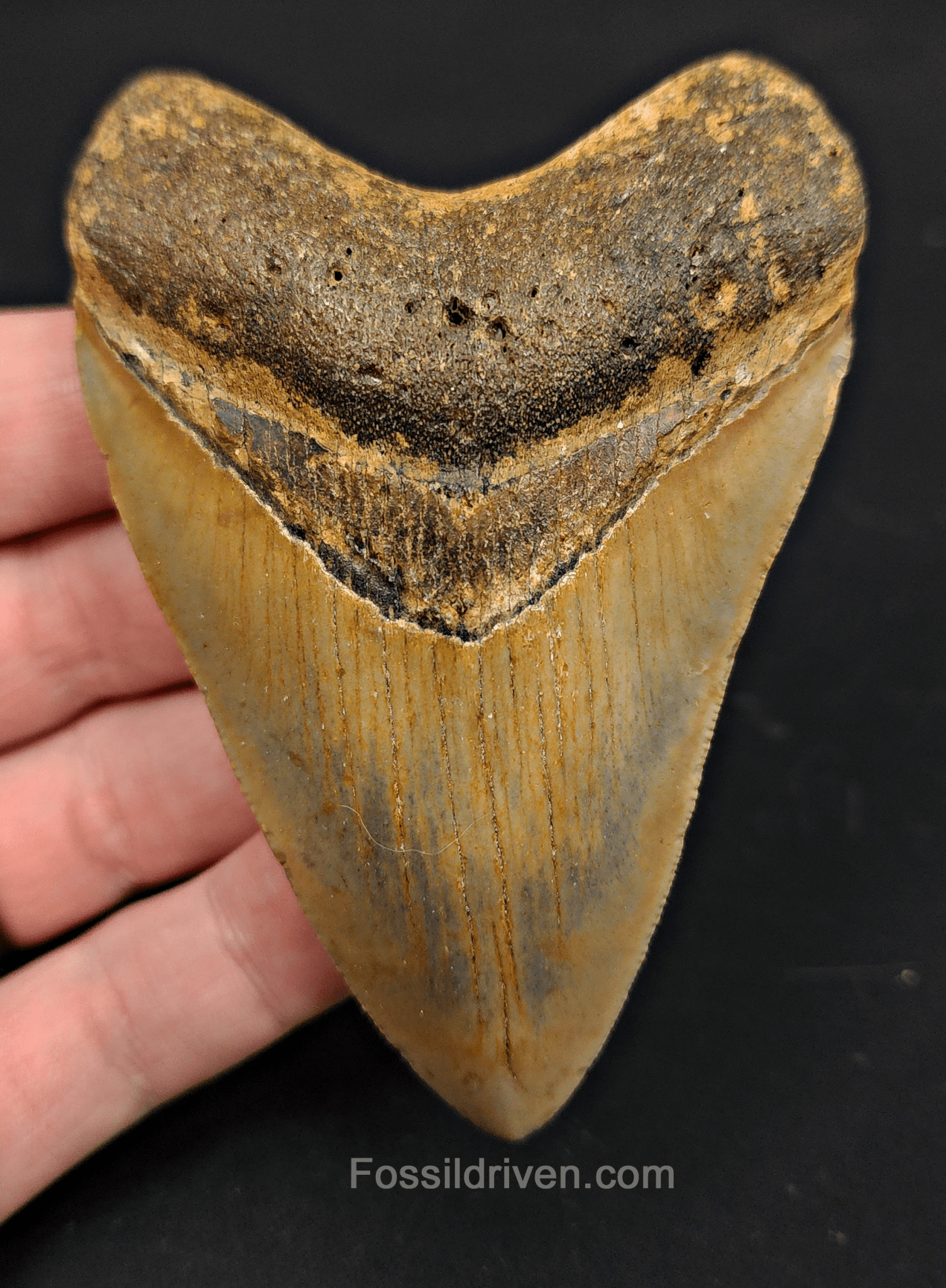 3.69" North Carolina Megalodon Tooth - Authentic Specimen - Authentic Fossil Shark Tooth - Fossil Driven