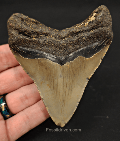 3.70" North Carolina Megalodon Tooth - Serrated - Authentic Fossil Shark Tooth - Fossil Driven