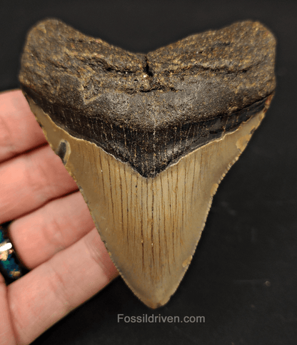 3.70" North Carolina Megalodon Tooth - Serrated - Authentic Fossil Shark Tooth - Fossil Driven