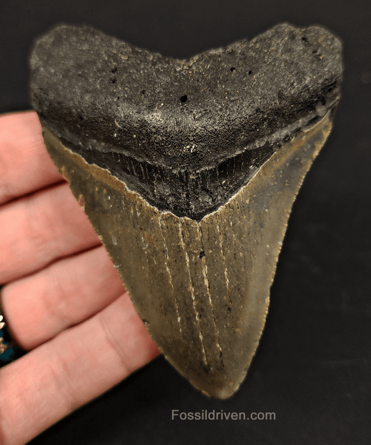 3.71" North Carolina Megalodon Tooth - Complete Specimen - Real Fossil Shark Tooth - Fossil Driven