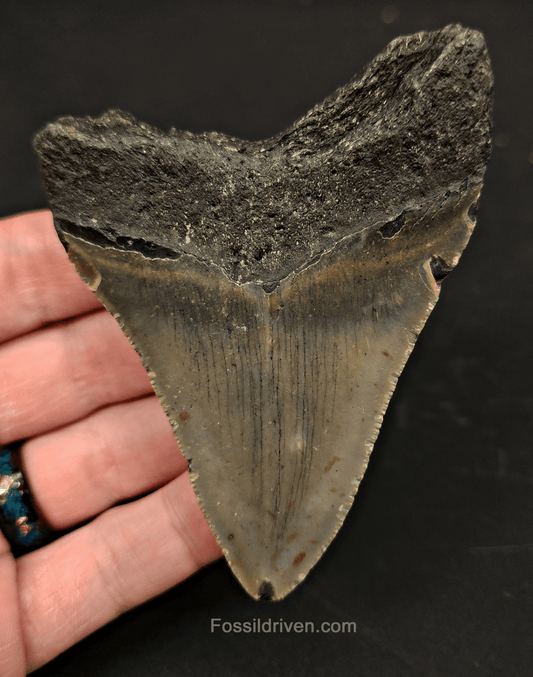 3.71" North Carolina Megalodon Tooth - Complete Specimen - Real Fossil Shark Tooth - Fossil Driven