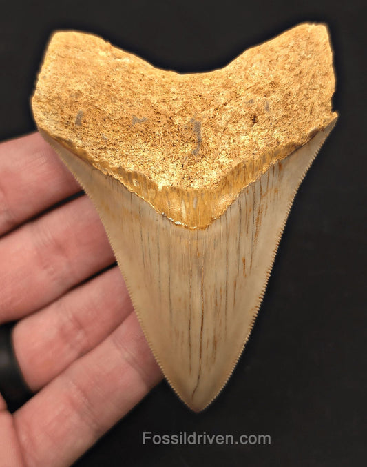3.74" Fossil Megalodon Tooth for Sale - Java, Indonesia - Fossil Driven