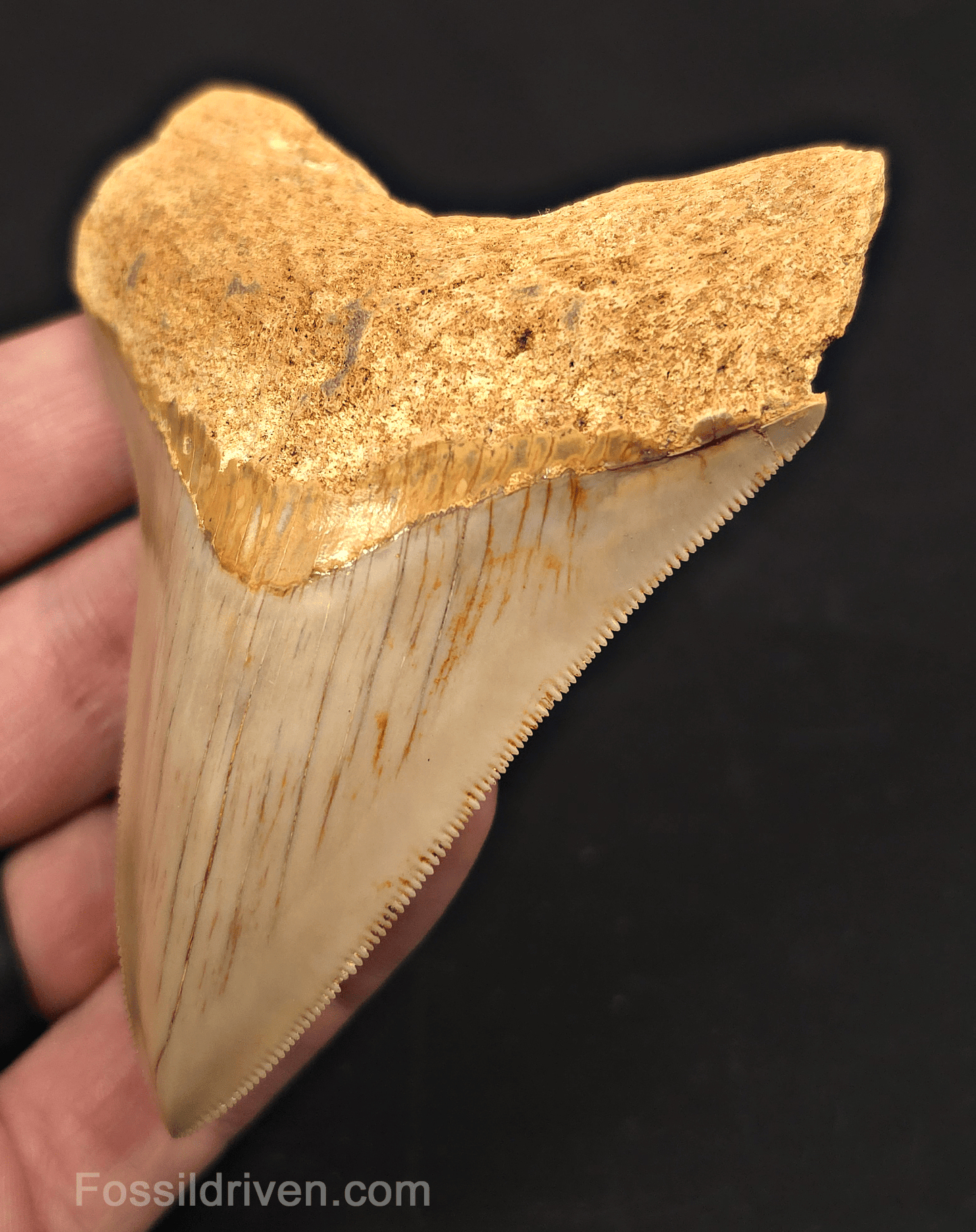 3.74" Fossil Megalodon Tooth for Sale - Java, Indonesia - Fossil Driven