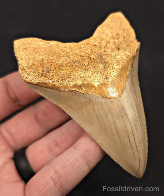 3.74" Fossil Megalodon Tooth for Sale - Java, Indonesia - Fossil Driven