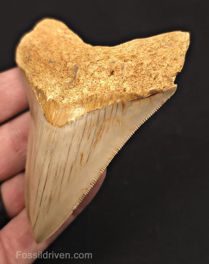 3.74" Fossil Megalodon Tooth for Sale - Java, Indonesia - Fossil Driven