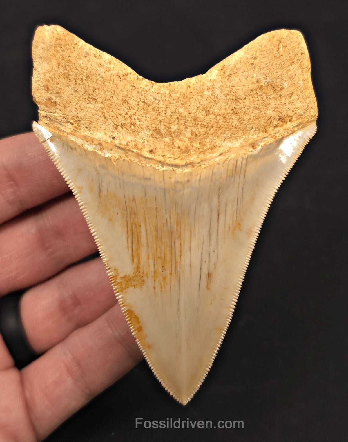 3.74" Fossil Megalodon Tooth for Sale - Java, Indonesia - Fossil Driven