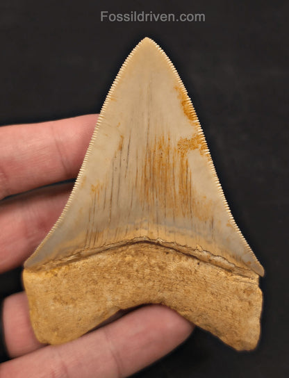 3.74" Fossil Megalodon Tooth for Sale - Java, Indonesia - Fossil Driven