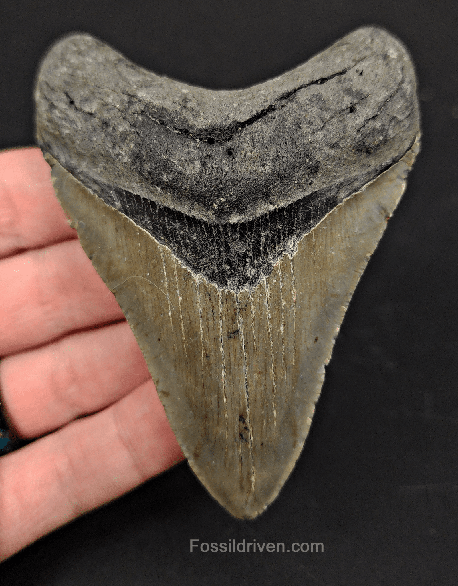 3.74" North Carolina Megalodon Tooth - Complete Specimen - Real Fossil Shark Tooth - Fossil Driven