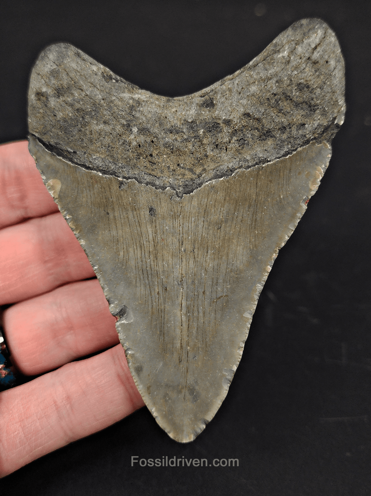 3.74" North Carolina Megalodon Tooth - Complete Specimen - Real Fossil Shark Tooth - Fossil Driven