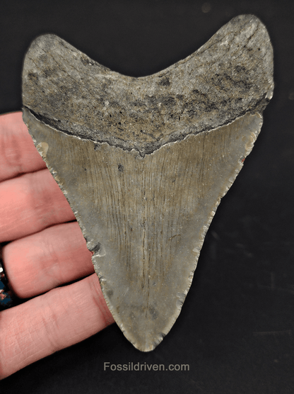 3.74" North Carolina Megalodon Tooth - Complete Specimen - Real Fossil Shark Tooth - Fossil Driven