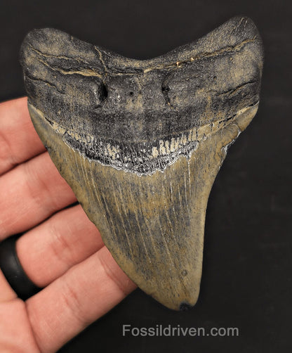 3.76" Fossil Megalodon Tooth - Charleston, South Carolina | Fossil Driven - Fossil Driven