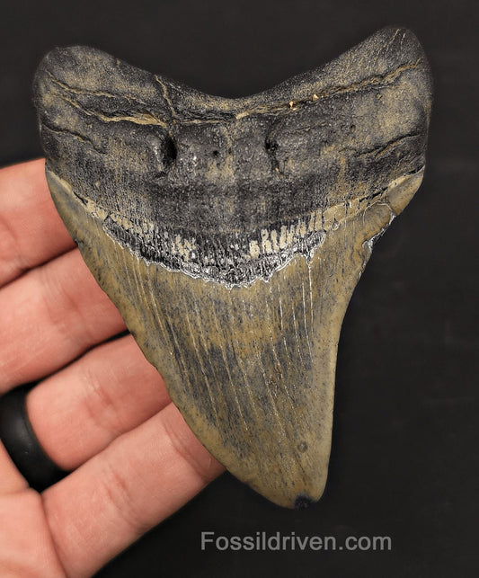 3.76" Fossil Megalodon Tooth - Charleston, South Carolina | Fossil Driven - Fossil Driven