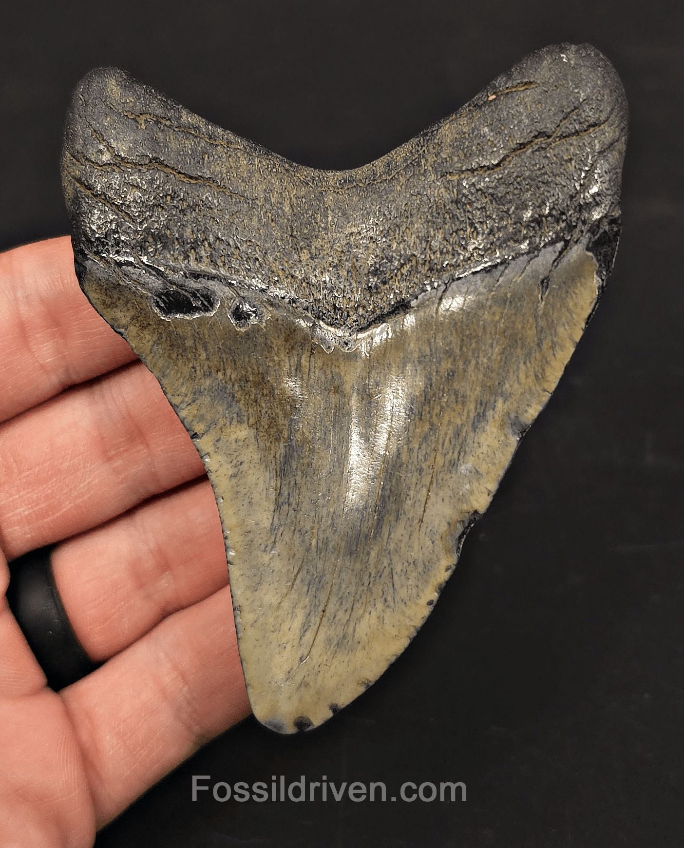 3.76" Fossil Megalodon Tooth - Charleston, South Carolina | Fossil Driven - Fossil Driven