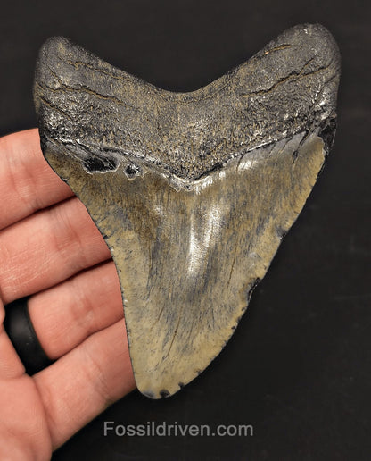 3.76" Fossil Megalodon Tooth - Charleston, South Carolina | Fossil Driven - Fossil Driven