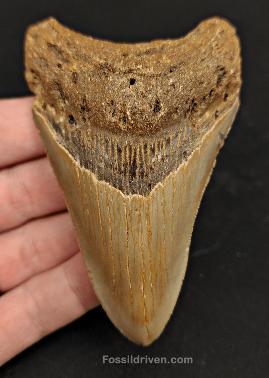 3.77" North Carolina Megalodon Tooth - Complete Specimen - Authentic Fossil Shark Tooth - Fossil Driven
