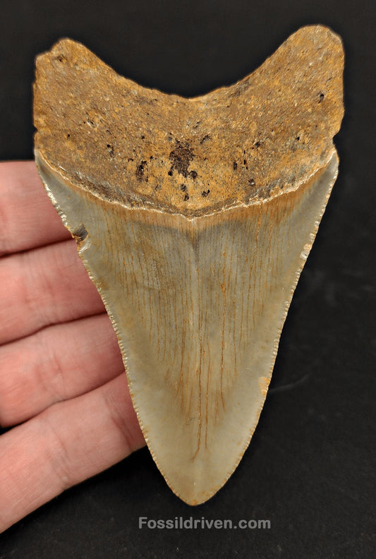 3.77" North Carolina Megalodon Tooth - Complete Specimen - Authentic Fossil Shark Tooth - Fossil Driven