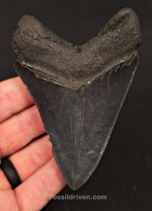 3.81" Fossil Megalodon Tooth - Beaufort, South Carolina | Fossil Driven - Fossil Driven