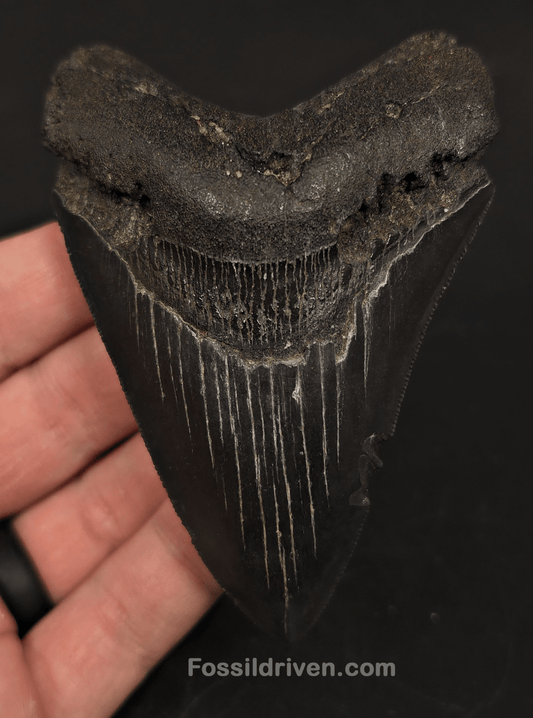 3.81" South Carolina Megalodon Tooth - Serrated - Authentic Fossil Shark Tooth - Fossil Driven