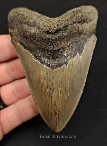3.82" North Carolina Megalodon Tooth - Serrated - Authentic Fossil Shark Tooth - Fossil Driven