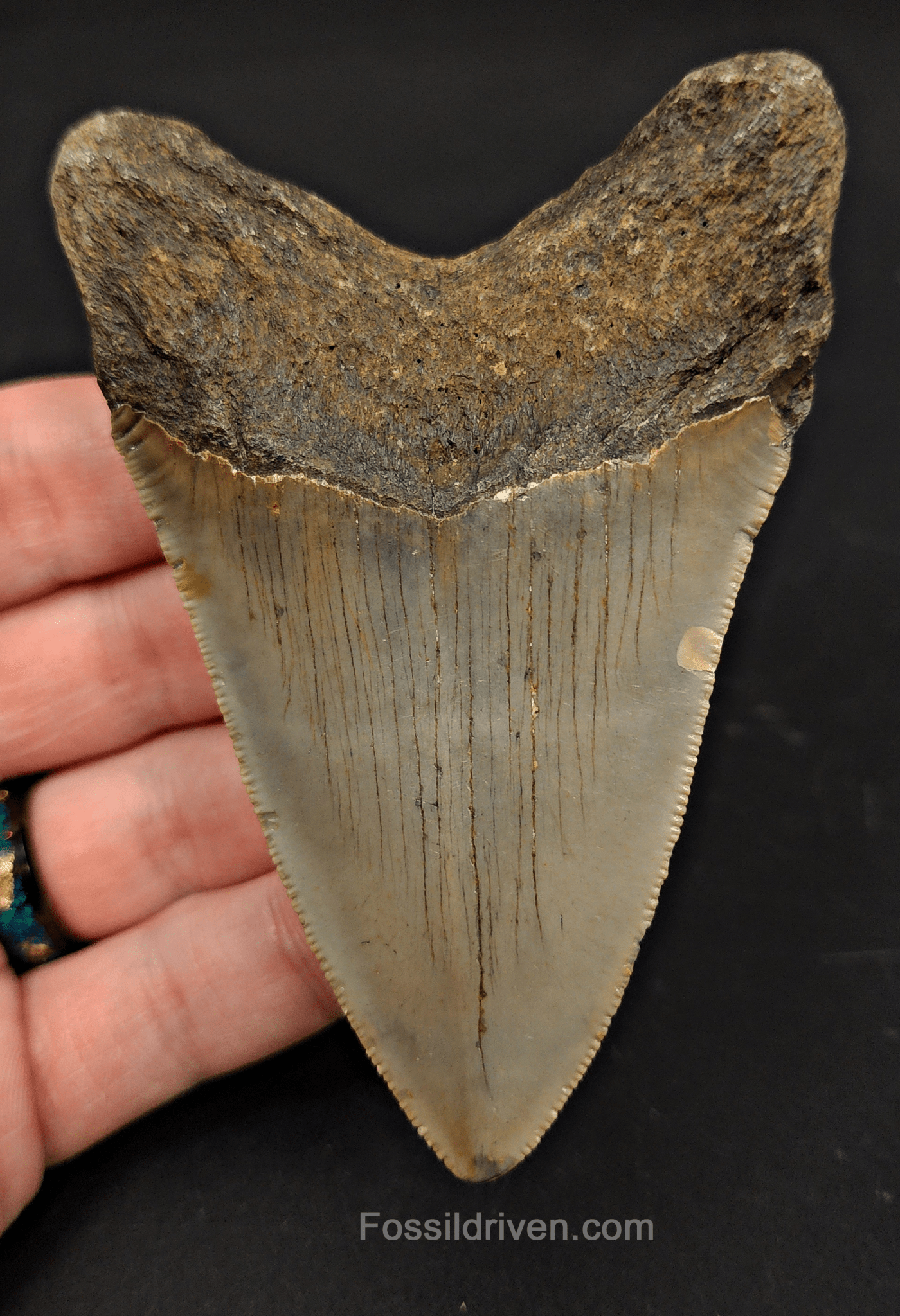 3.82" North Carolina Megalodon Tooth - Serrated - Authentic Fossil Shark Tooth - Fossil Driven