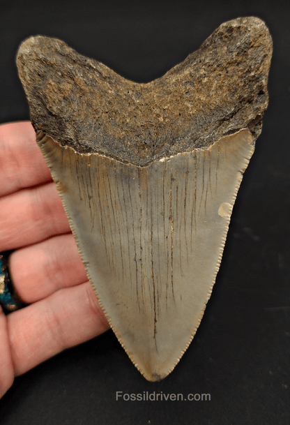3.82" North Carolina Megalodon Tooth - Serrated - Authentic Fossil Shark Tooth - Fossil Driven