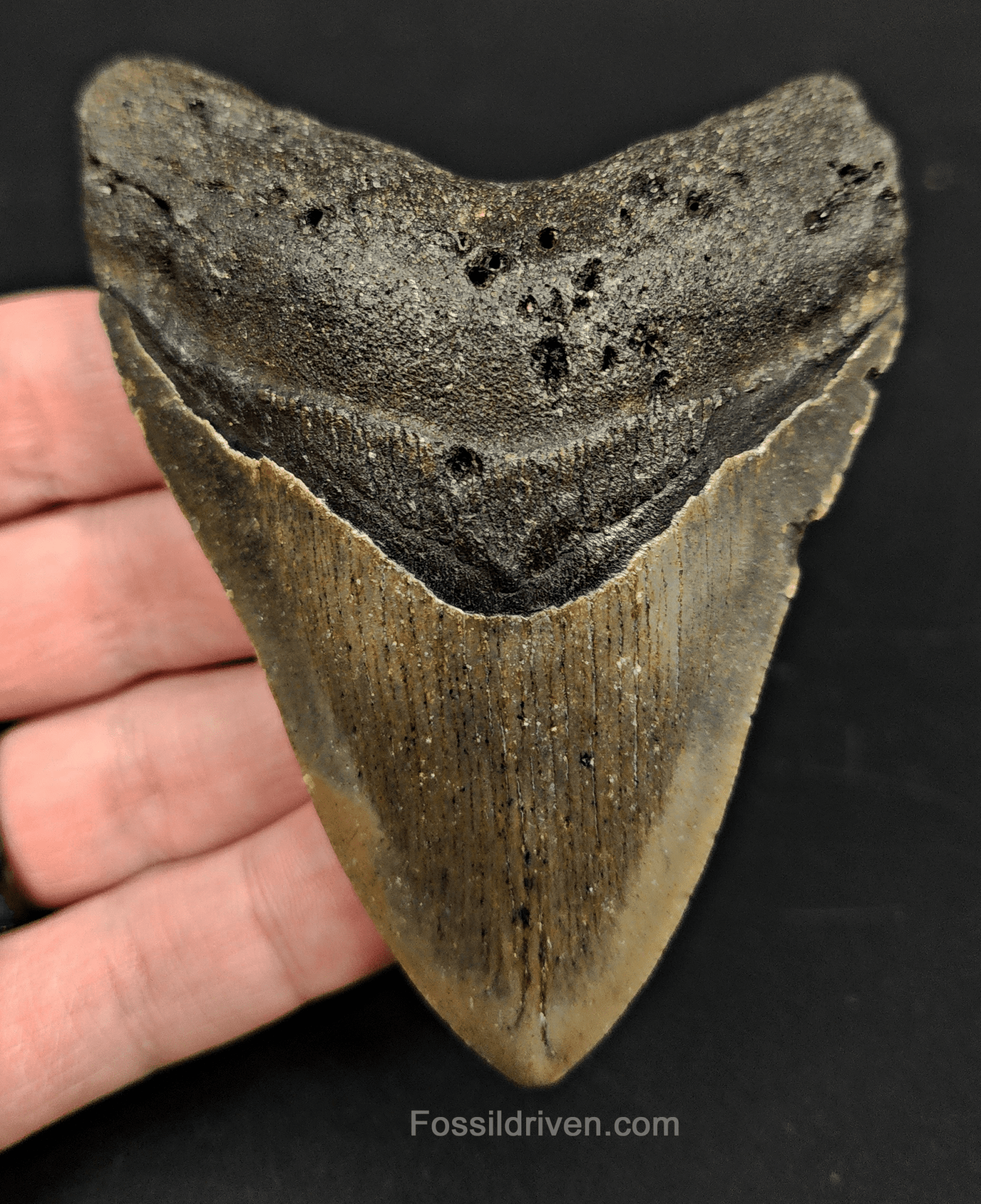 3.83" North Carolina Megalodon Tooth - Complete Specimen - Real Fossil Shark Tooth - Fossil Driven