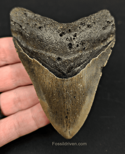 3.83" North Carolina Megalodon Tooth - Complete Specimen - Real Fossil Shark Tooth - Fossil Driven