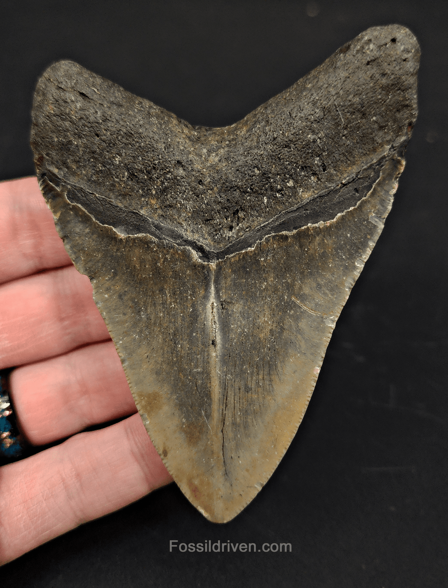 3.83" North Carolina Megalodon Tooth - Complete Specimen - Real Fossil Shark Tooth - Fossil Driven