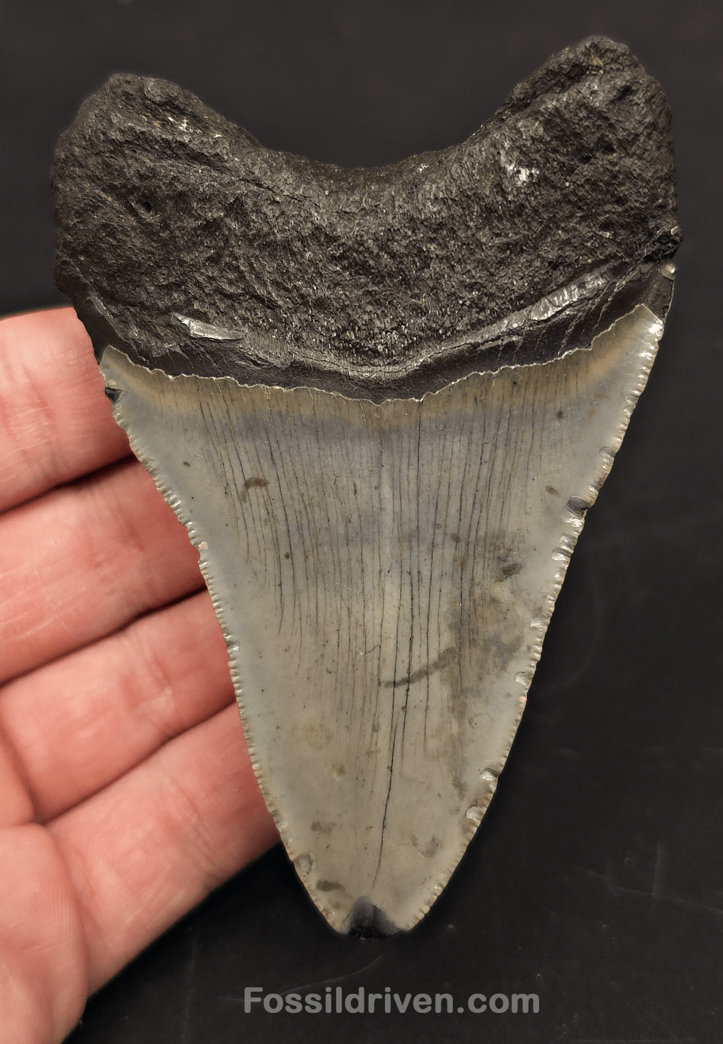 3.85" Fossil Megalodon Tooth for Sale - North Carolina | Fossil Driven - Fossil Driven
