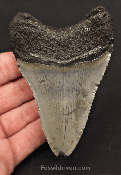 3.85" Fossil Megalodon Tooth for Sale - North Carolina | Fossil Driven - Fossil Driven