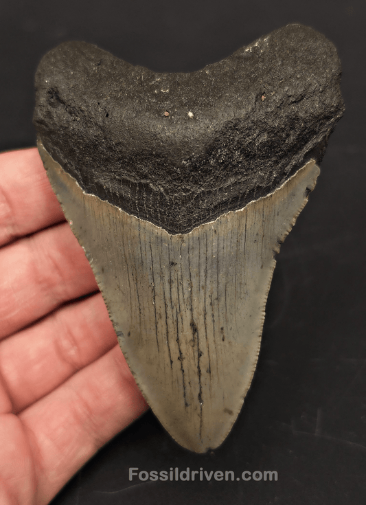 3.85" Fossil Megalodon Tooth for Sale - North Carolina | Fossil Driven - Fossil Driven