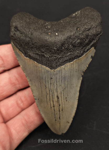 3.85" Fossil Megalodon Tooth - North Carolina | Fossil Driven - Fossil Driven
