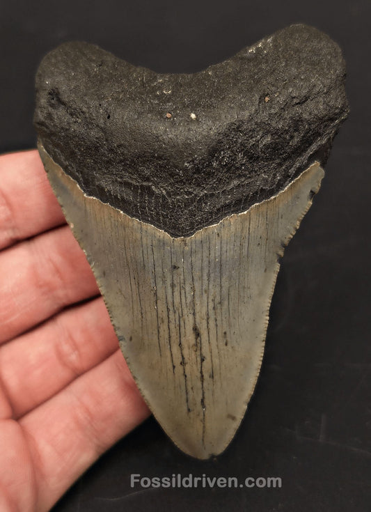 3.85" Fossil Megalodon Tooth - North Carolina | Fossil Driven - Fossil Driven