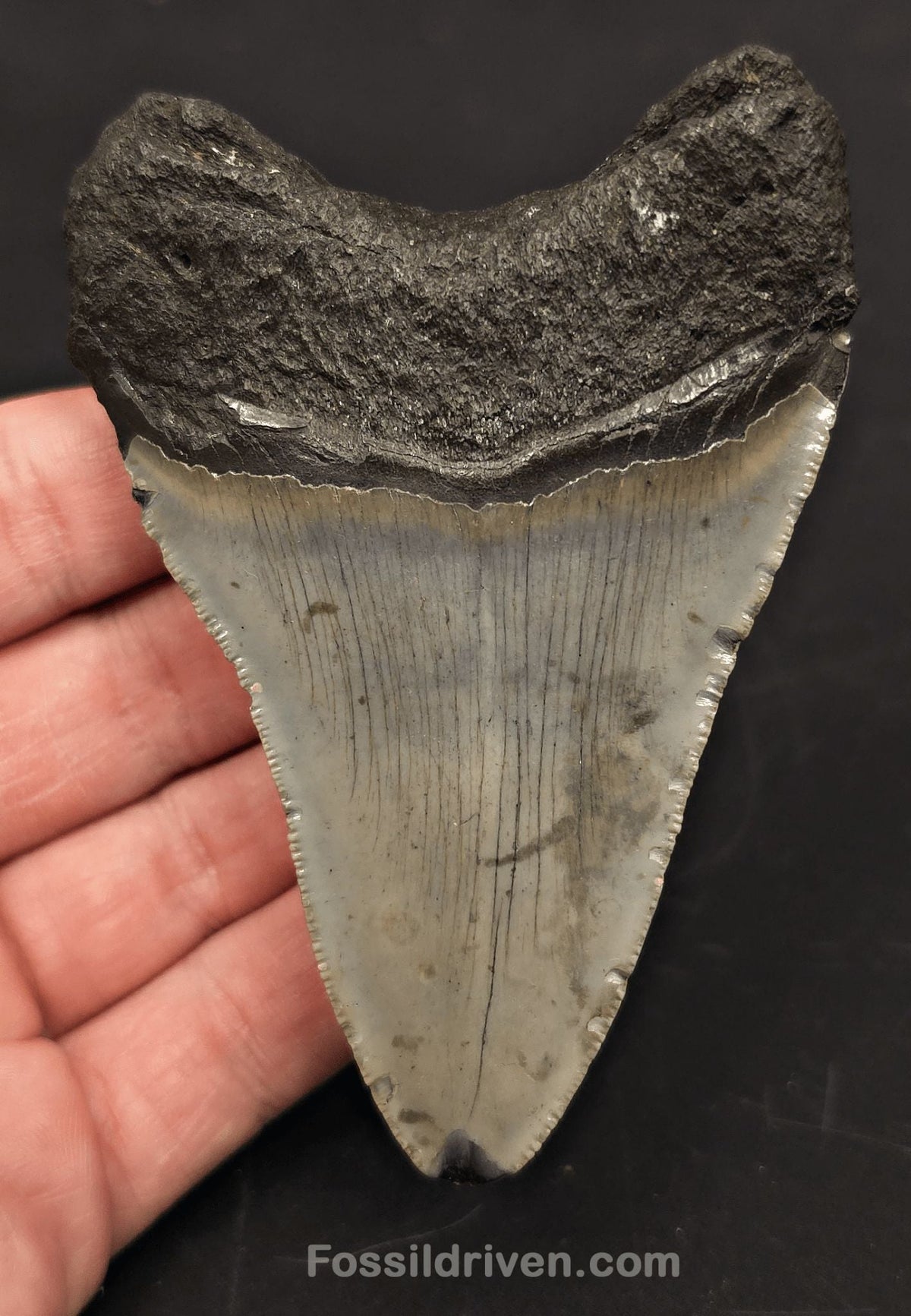 3.85" Fossil Megalodon Tooth - North Carolina | Fossil Driven - Fossil Driven