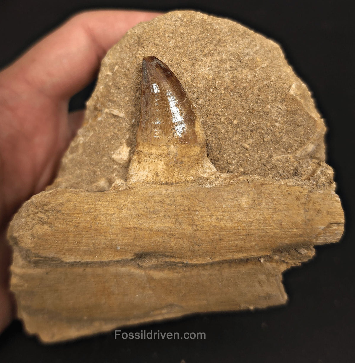 3.86" Fossil Mosasaur Jaw Section in Matrix with one Tooth – Morocco - Fossil Driven