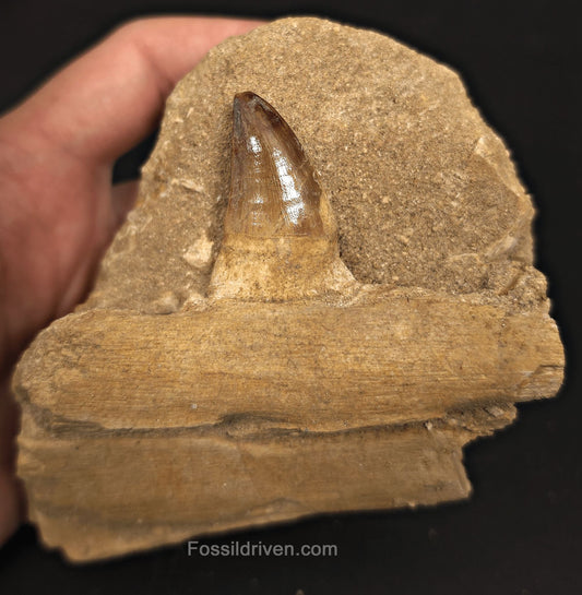 3.86" Fossil Mosasaur Jaw Section in Matrix with one Tooth – Morocco - Fossil Driven