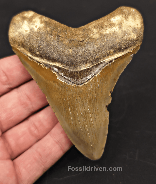 3.88" Fossil Megalodon Tooth for Sale - North Carolina | Fossil Driven - Fossil Driven