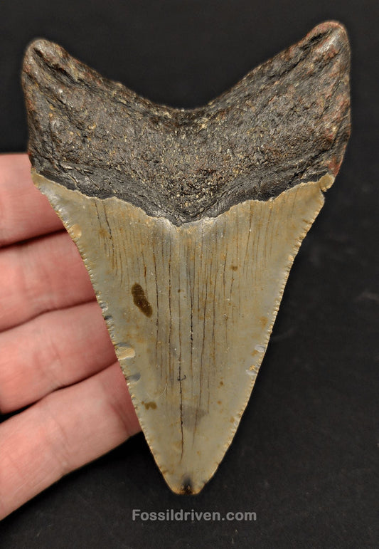 3.89" North Carolina Megalodon Tooth - Complete Specimen - Authentic Fossil Shark Tooth - Fossil Driven