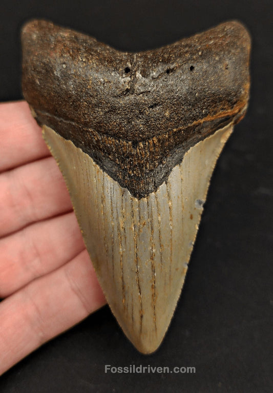 3.89" North Carolina Megalodon Tooth - Complete Specimen - Authentic Fossil Shark Tooth - Fossil Driven