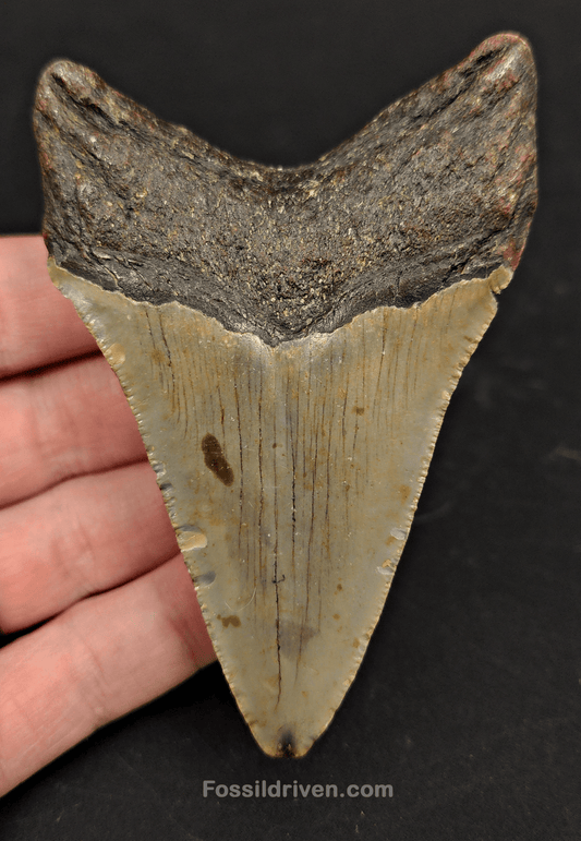 3.89" North Carolina Megalodon Tooth - Complete Specimen - Authentic Fossil Shark Tooth - Fossil Driven